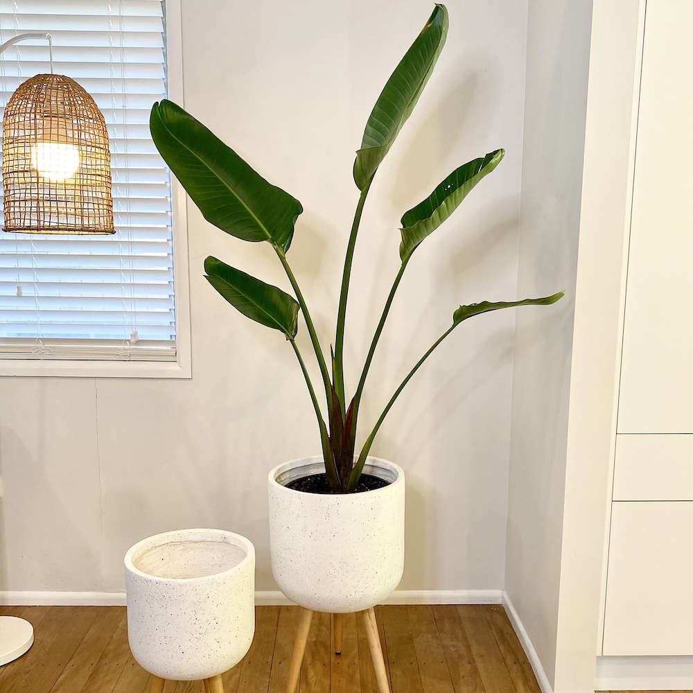 Bird of Paradise White Flower