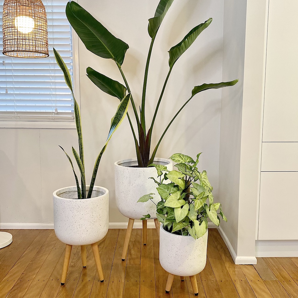 Bird of Paradise Pot