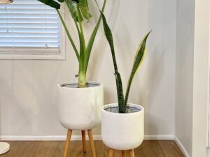 Alocasia Elephant Ear