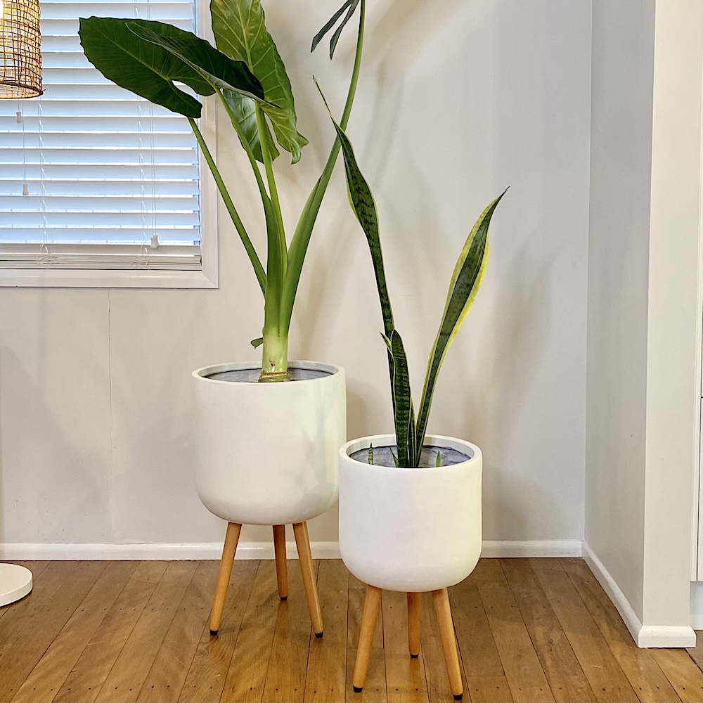 Alocasia Elephant Ear