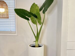 Alocasia Elephant Ear