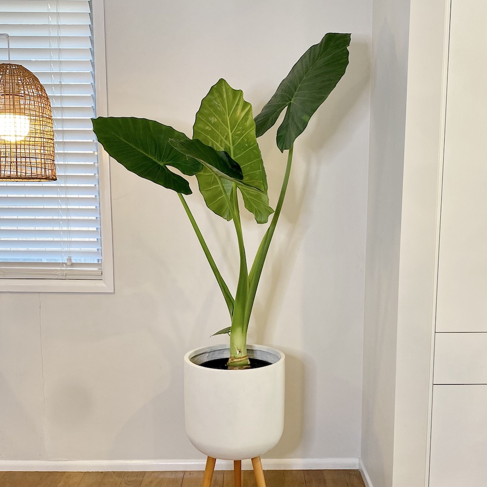 Alocasia Elephant Ear