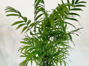 Parlour Palm