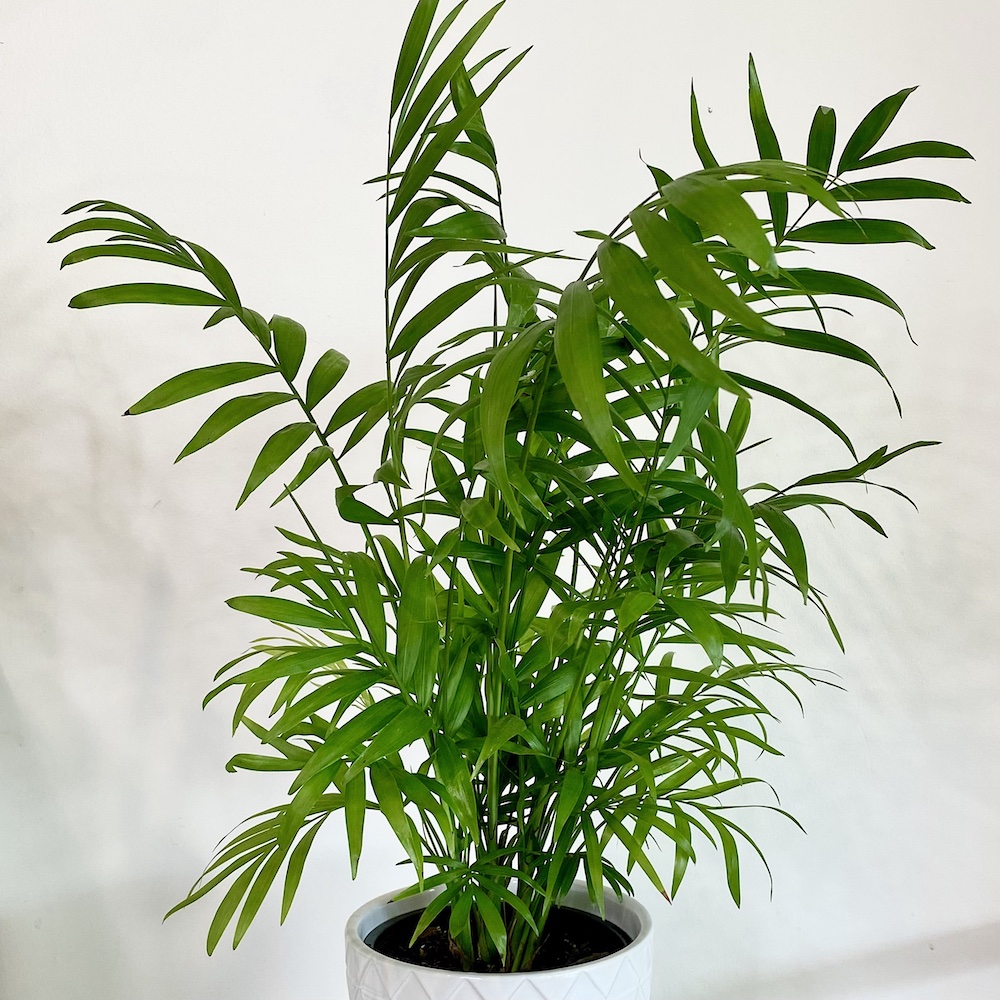 Parlour Palm