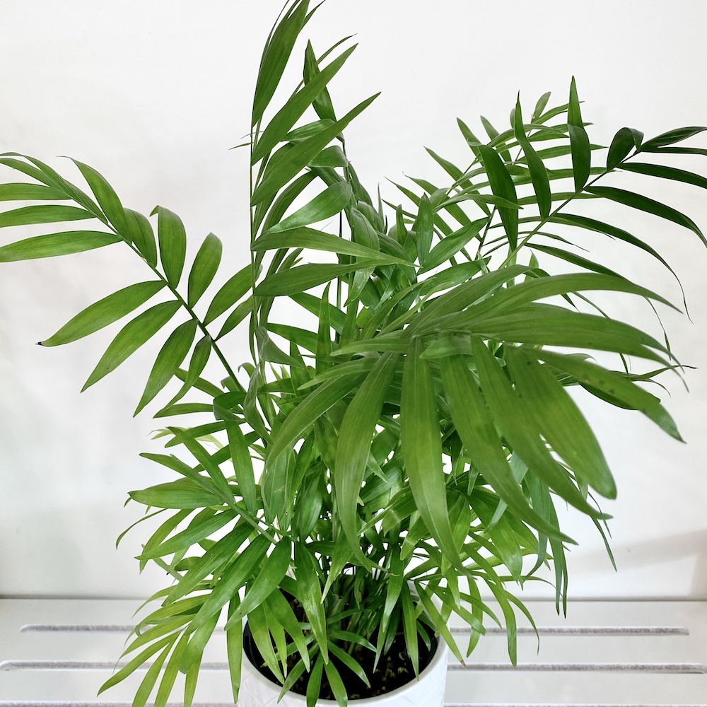 Parlour Palm