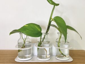 Botanical Beaker