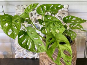 Monstera Monkey Mask