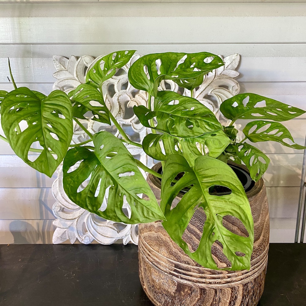 Monstera Monkey Mask