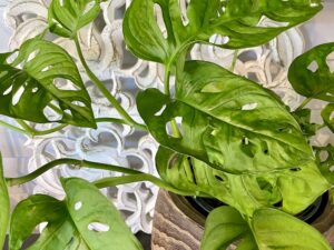 Monstera Swiss Cheese
