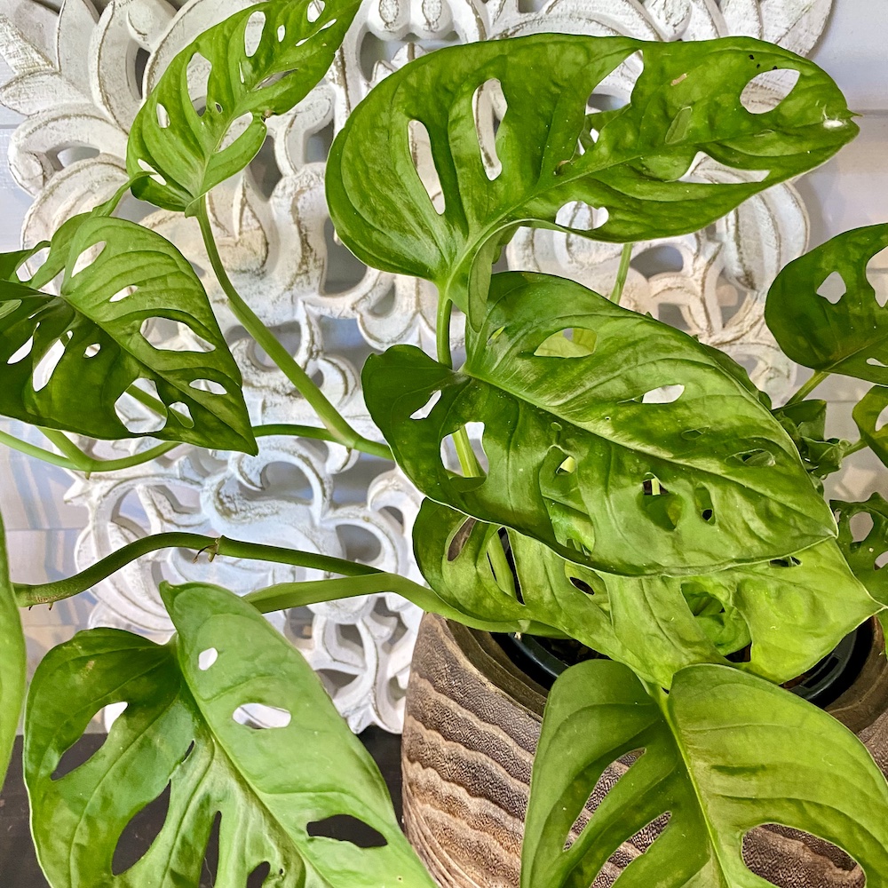 Monstera Swiss Cheese