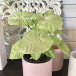 Syngonium Confetti Plant