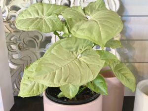 Syngonium Confetti Plant