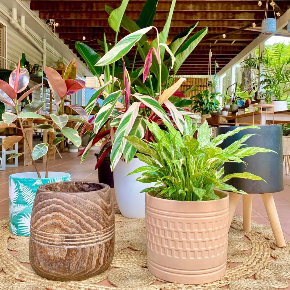 Indoor Plant Hire Brisbane Indoor Plant Hire Brisbane