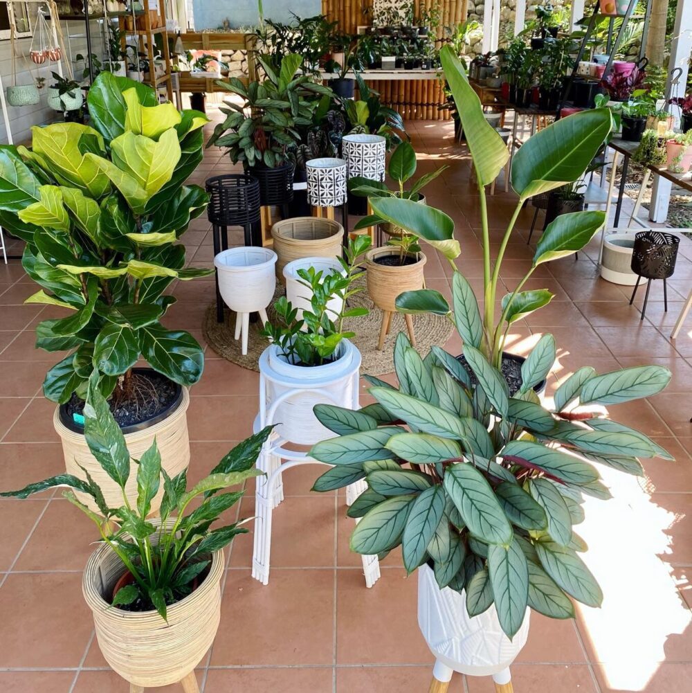 Indoor Plant For Rent Brisbane Indoor Plant For Rent Brisbane