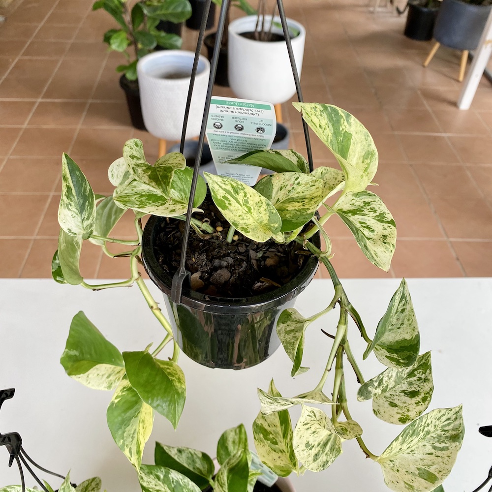 Hanging Pot Marble Queen