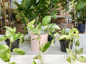 Marble Queen