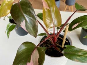 Philodendron Pink Princess