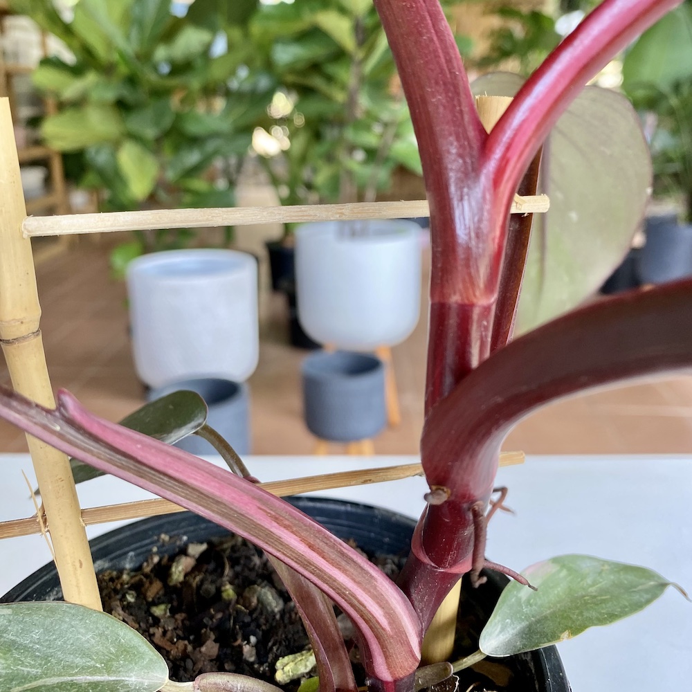 Philodendron Pink Princess Stem