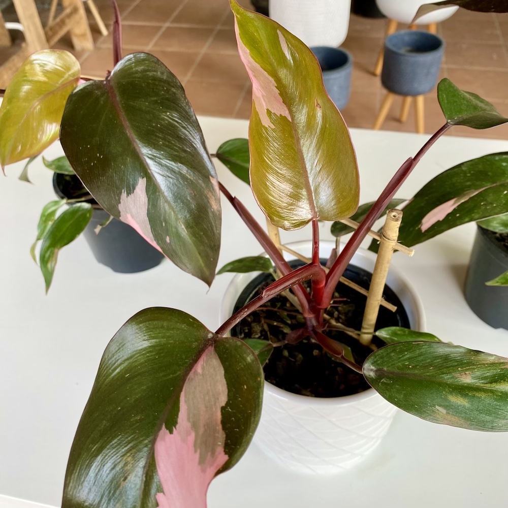 Philodendron Pink Princess