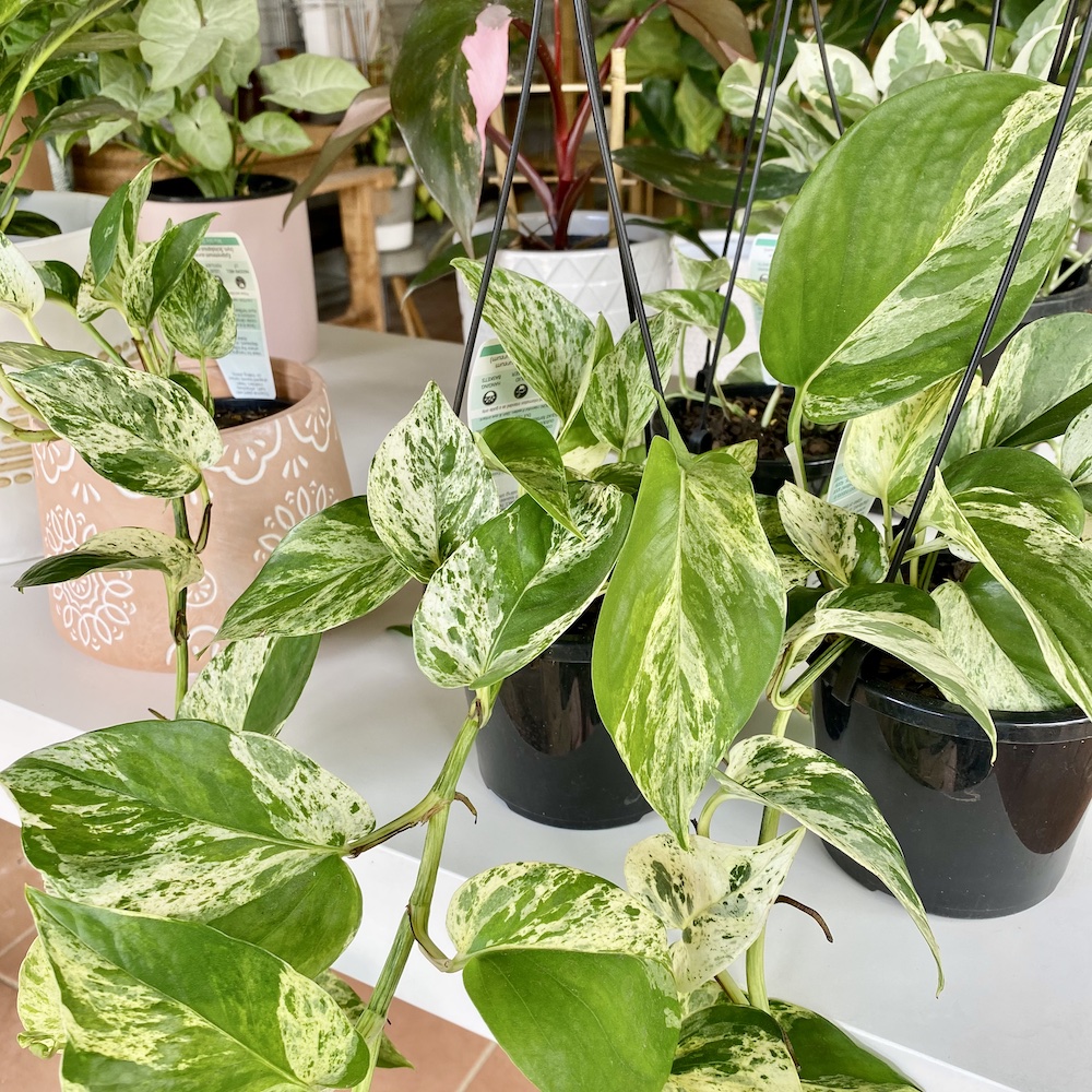 Pothos Marble Queen