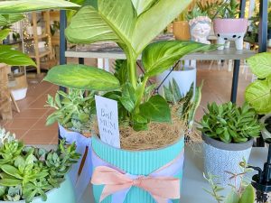 Potted Petites Gifts