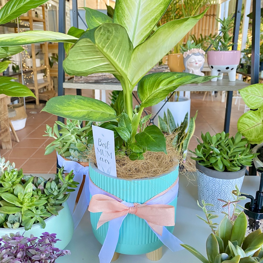 Potted Petites Gifts