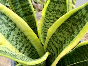 Sansevieria Hannii Leaf