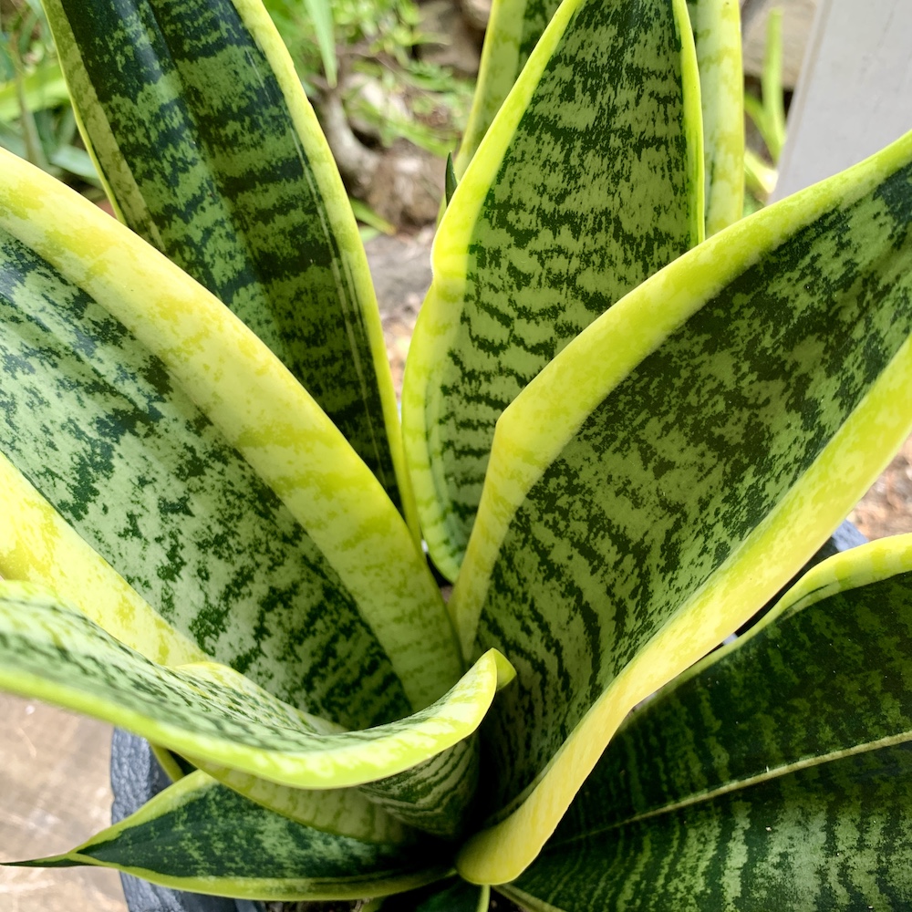 Sansevieria Hannii Leaf