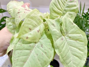 Syngonium Confetti Leaf