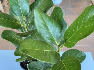 Ficus Audrey