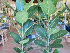 Ficus Audrey
