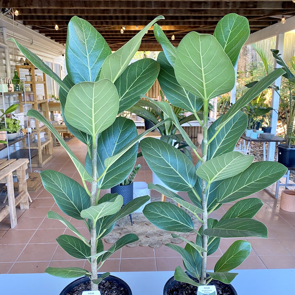 Ficus Audrey