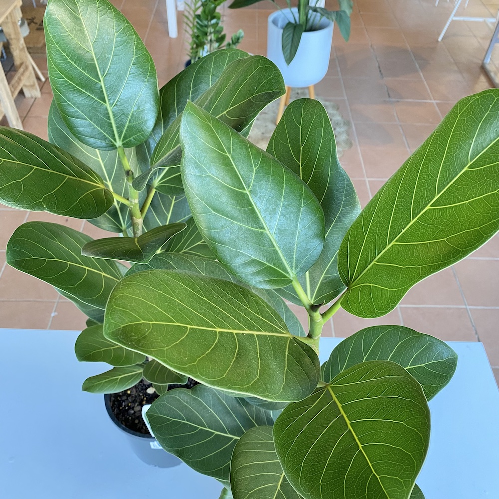 Ficus Audrey