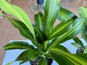 Happy Plant Leaf