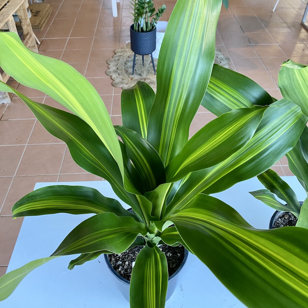 Happy Plant Leaf