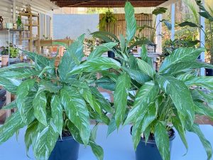 Peace Lily Domino