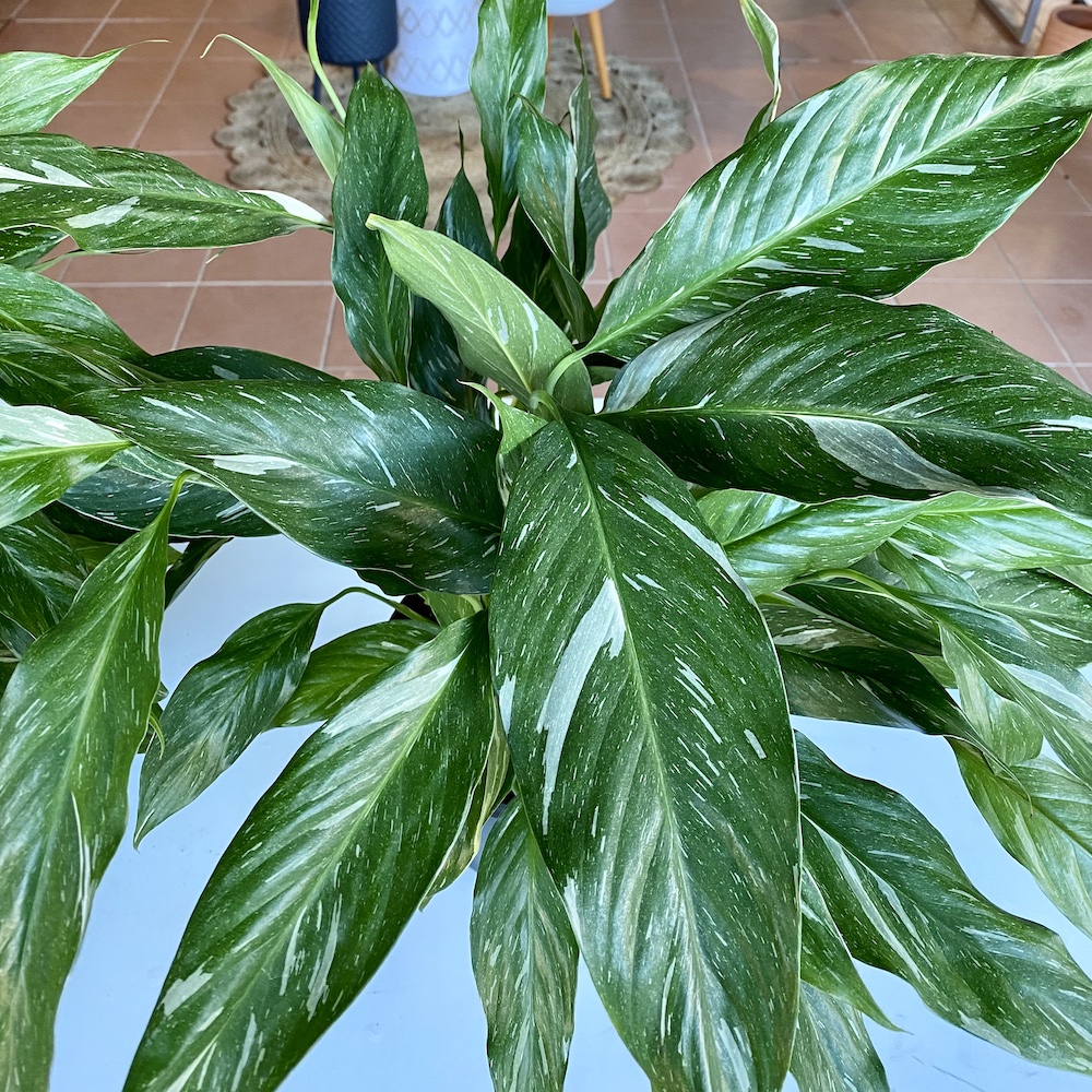 Peace Lily Domino Leaf