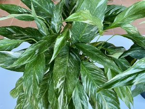 Peace Lily Variegated