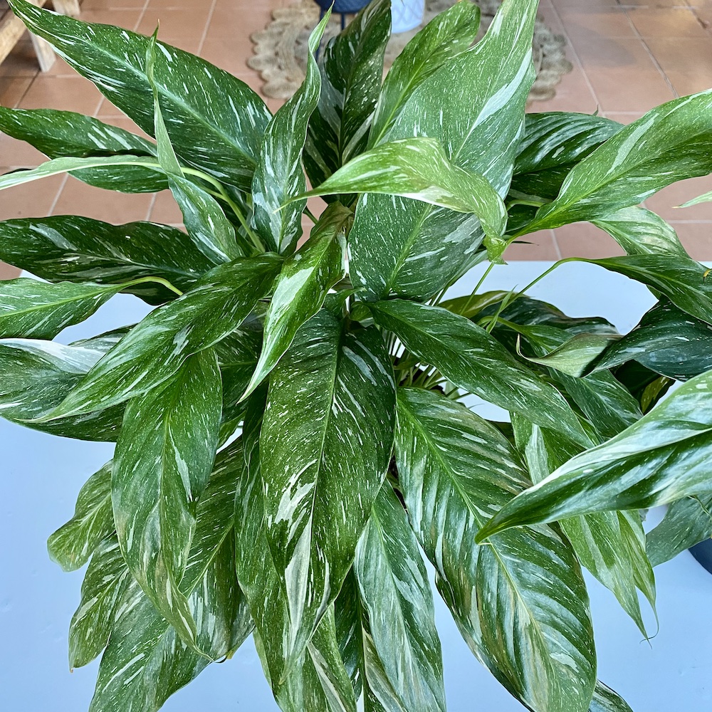 Peace Lily Variegated
