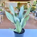 Sansevieria Moonshine Large