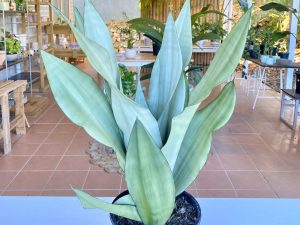 Sansevieria Moonshine Large