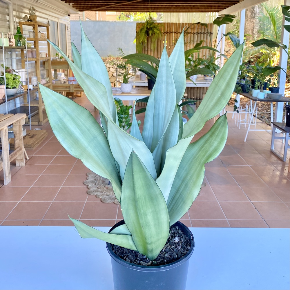 Sansevieria Moonshine Large